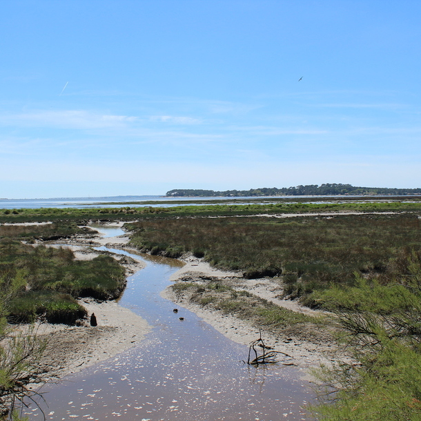 Visite guidée de la Réserve Naturelle des Prés Salés